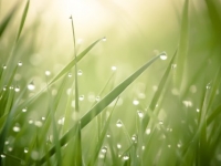 03248_morningdew_2560x1024-61aab9cf06289bff596518aa3282527764081458