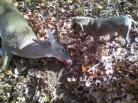 sniper-deer-1-7c1b1b0124cdd4ad88b8438a9886f67157d09638