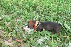 future tracking dogs
