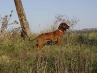 various_tracking_breeds_3_20091021_1350671135