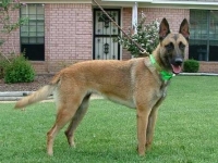 various_tracking_breeds_8_20091021_1103222818