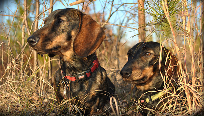 bear tracking dogs