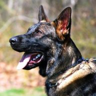 WahrerFreundGermanShepherds